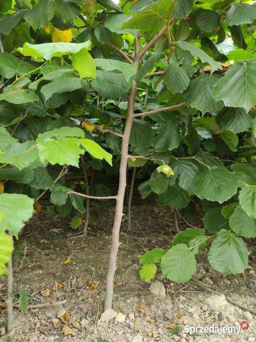 sadzonki leszczyny