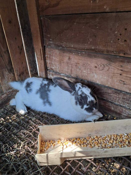 продам кроликів Бабочка, Панон, Строкач