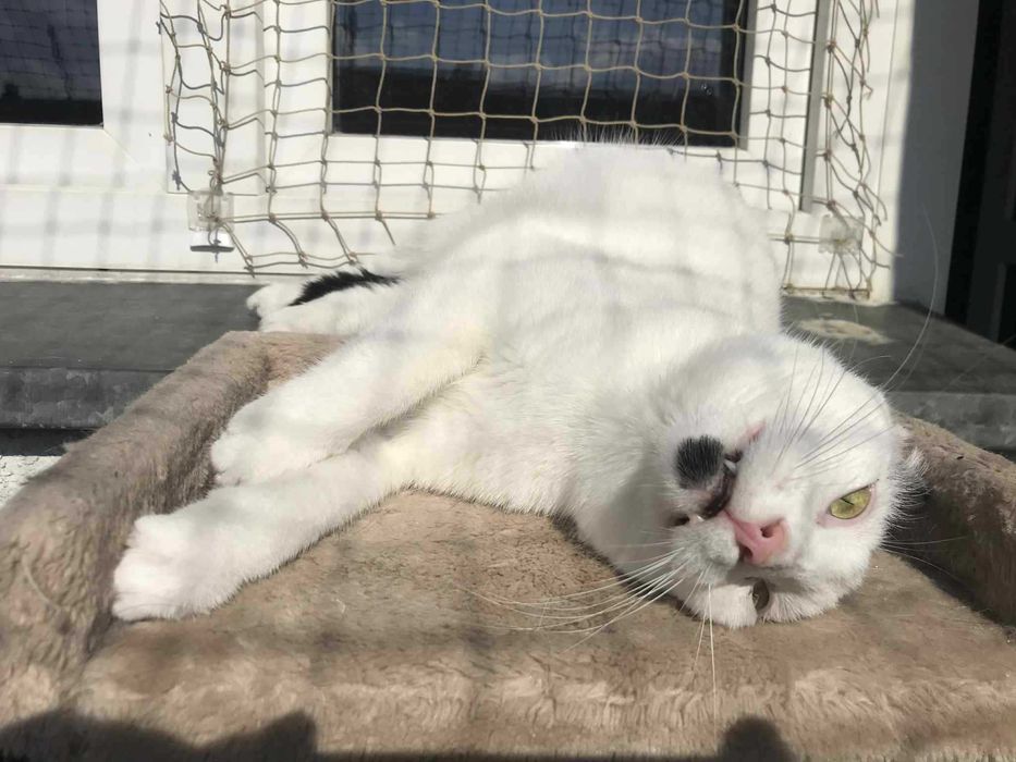 Uroczy Mango szuka super domku