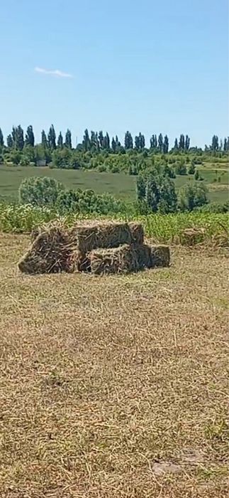 Тюки люцерки цьогорічні