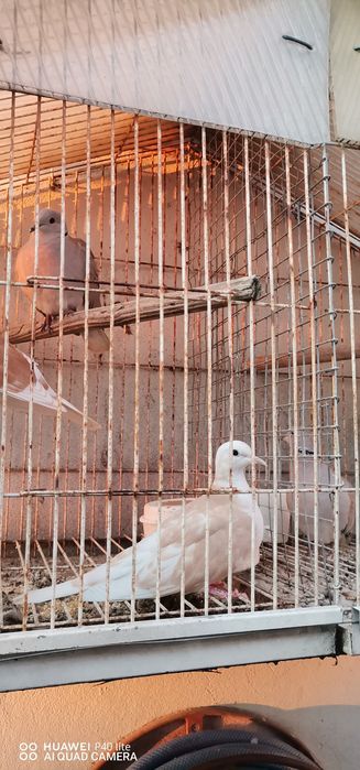 Vendo rolas de vários cores