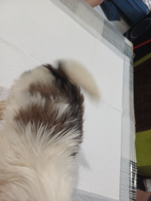 Ogłoszenia prywatne shih tzu