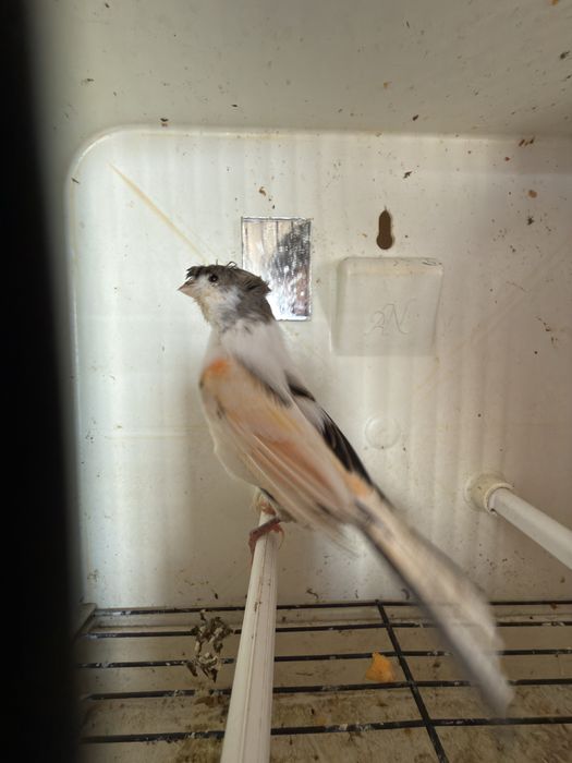 Canário alerquim português