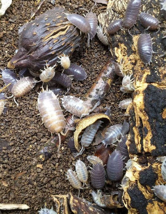 Ostracod/Dáfnia/Planária/Tenébrio/Colembolo/Isópode - alimento vivo