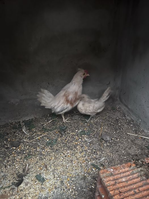 Lindo cadal de garnizos á procura de nova casa