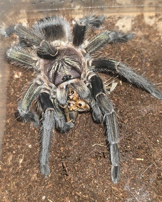 Ptasznik Phormictopus sp. Green Gold Carapax samica ok 5,5DC