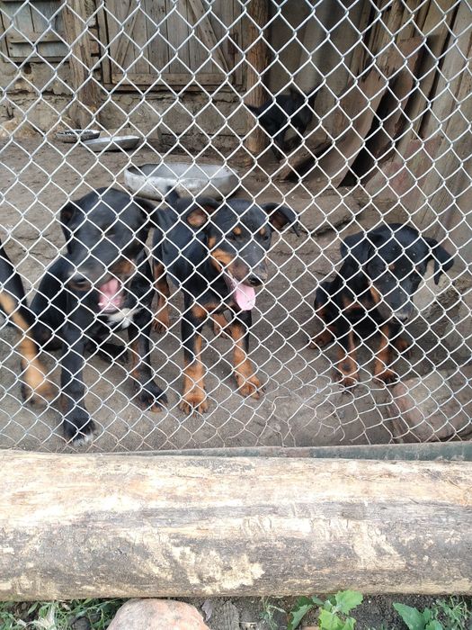 Щенки немецкого ягтерьера