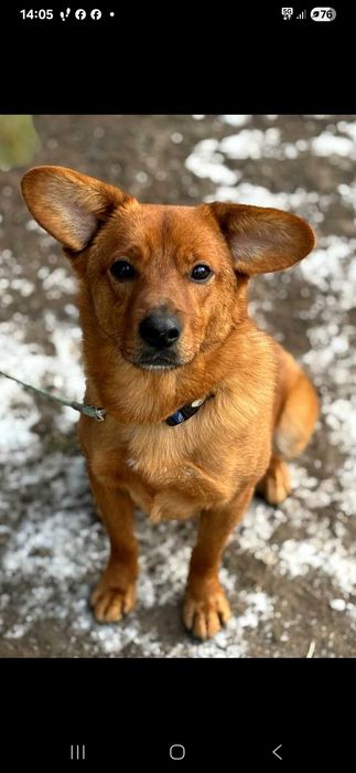Miki do adopcji  12kg wiek 3 lata