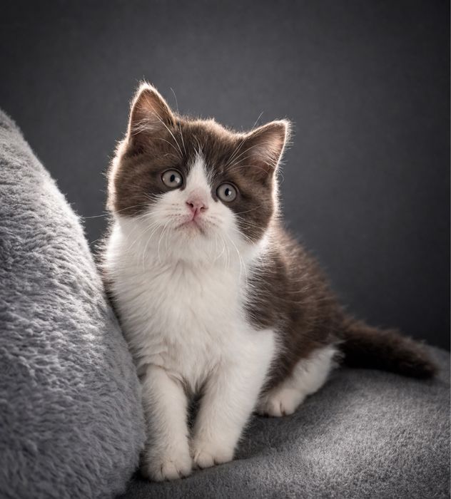 British Shorthair chocolate bicolor