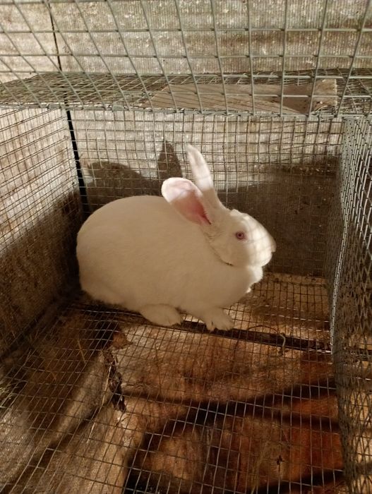 Кролі самки термонці