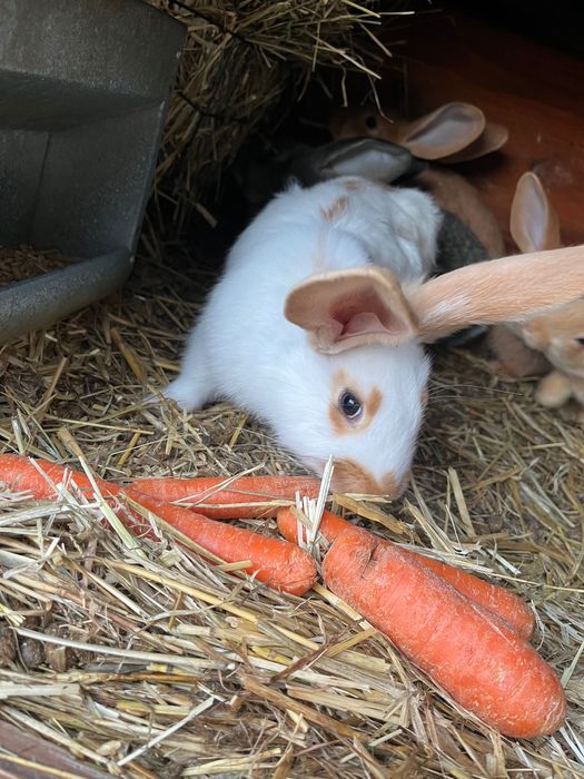 Króliki samce  do dalszej hodowli