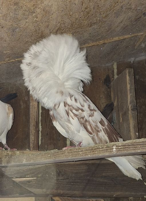 Gołąb Perukarz samiec