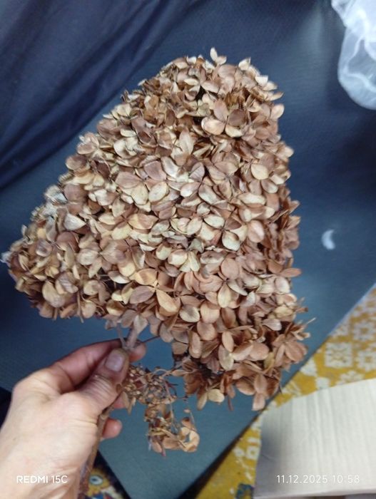 Сухоцвіти гортензій