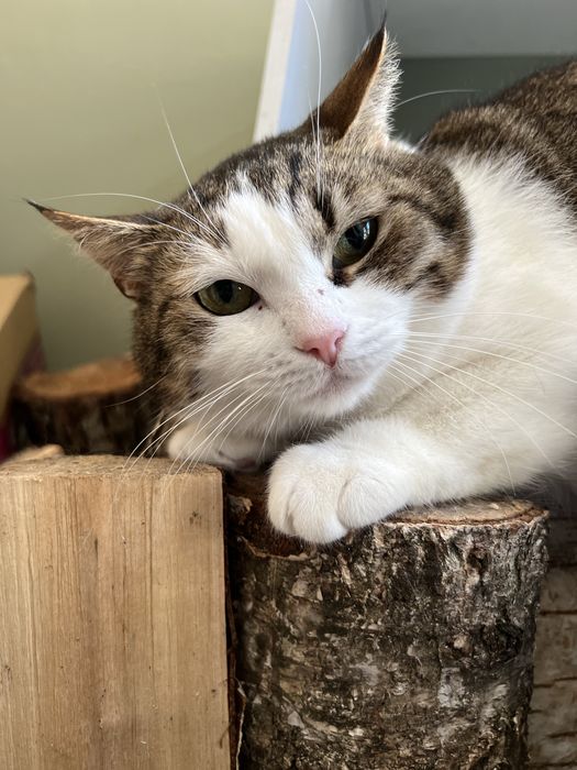 Cudowna kotka Malinka szuka domku