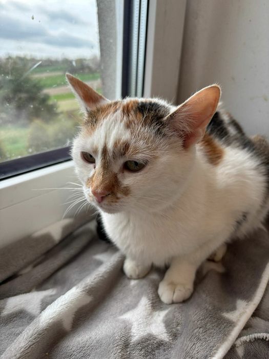 Piękna koteczka szuka swojej rodziny