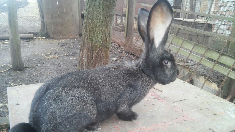 Продам Самцов Фландра