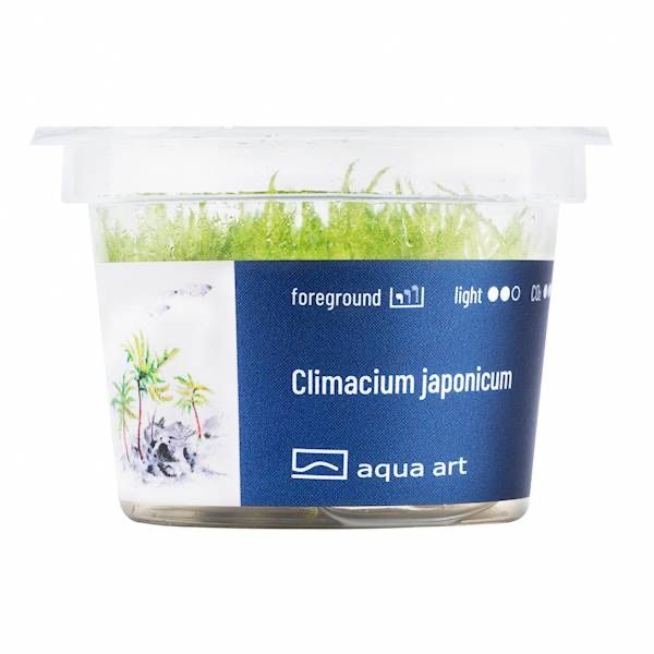 Climacium Japonicum mech invitro MASSON