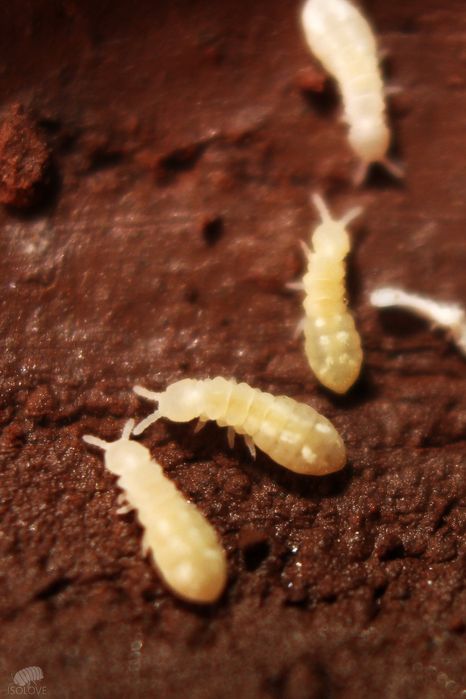 Onychiurinae sp. "snowflakes", rzadkie białe skoczogonki, ekipa sprząt