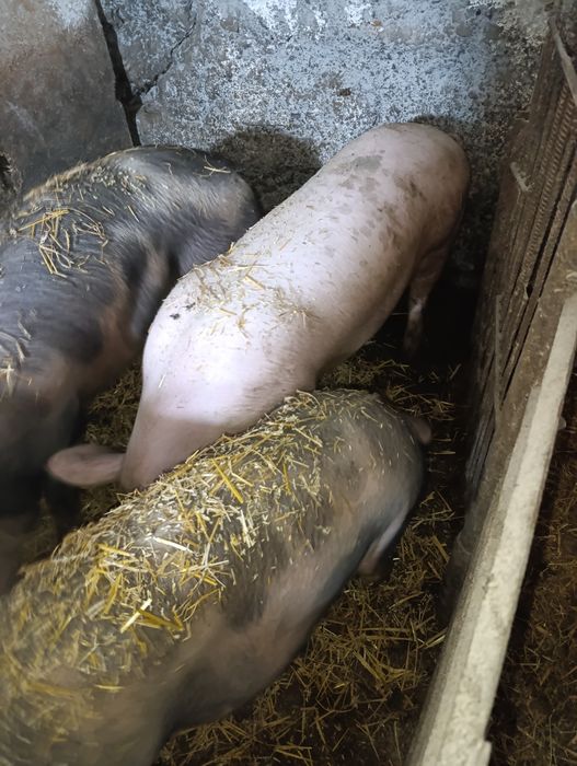 Продам дві свині