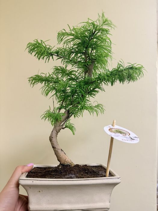 Фікус бонсай (Ficus Bonsai)