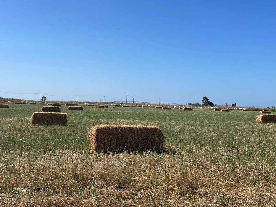 Feno Biológico de consociação de azevém e trevos (Speedmix)