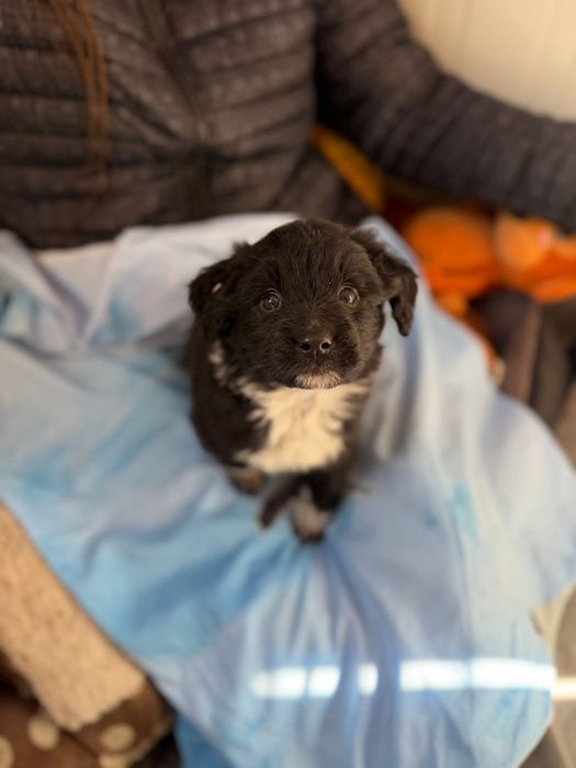 Kminek maluszek szuka domku