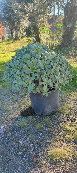 Planta suculenta