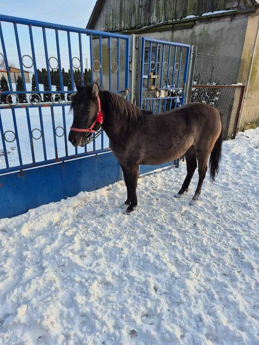 Sprzedam kucyka klacz