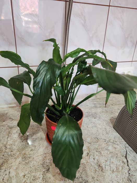 Спатифіліум.       .