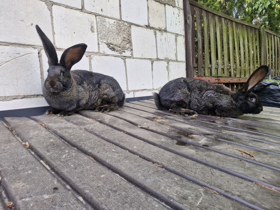 Króliki belg i inne