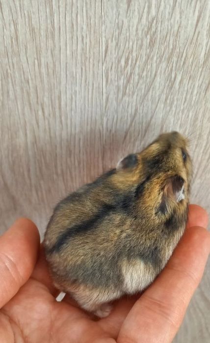 Джунгарские хомячки ,месячные малыши