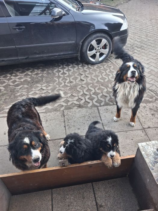 Bernenski pies pasterski