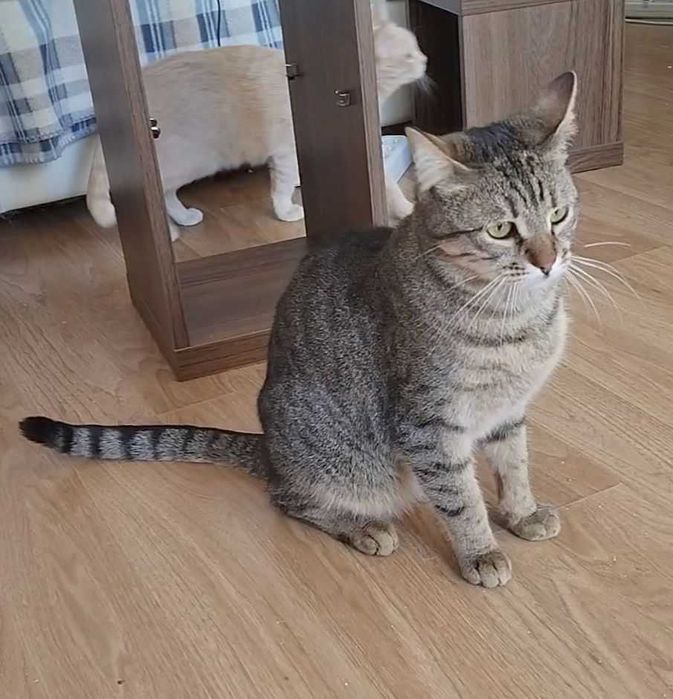 Зеленоока Дарсі - краса Аравійського Мау