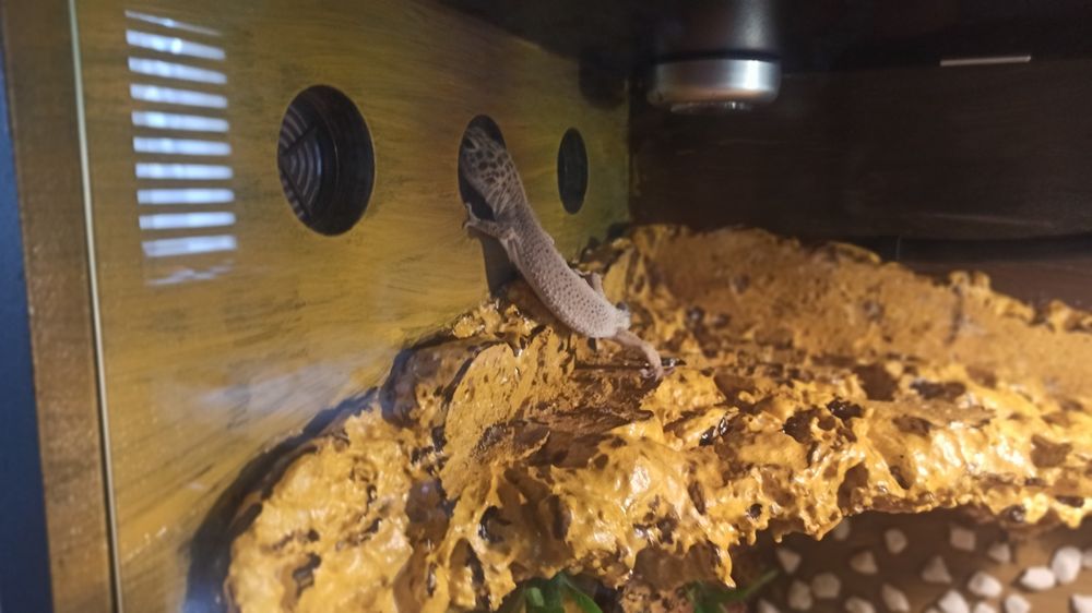 Terrarium duże, ładne plus gadzety