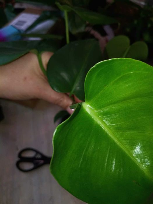 monstera deliciosa #2