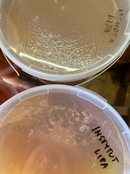 Miód lipowy HURT 30 kg ULO Pasieki