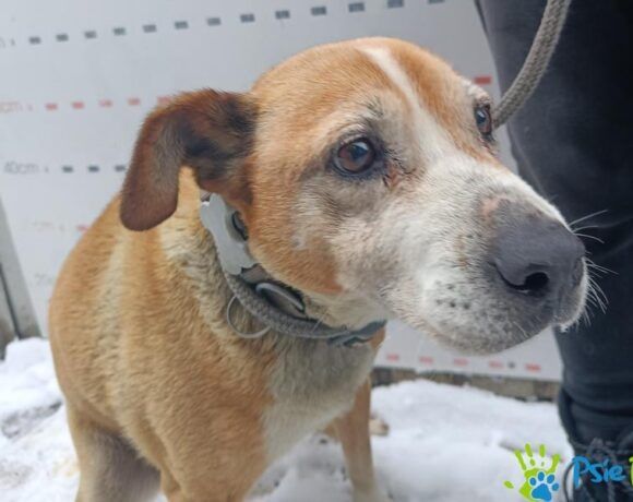 Starsza, miła suczka OLGA szuka nowego domku!