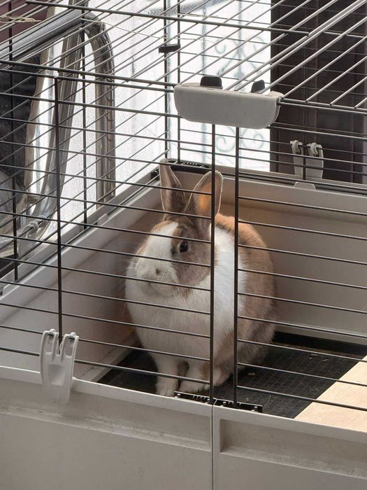 Kroliki Marcinek i Cinnamon do adopcji razem z cala oprawka