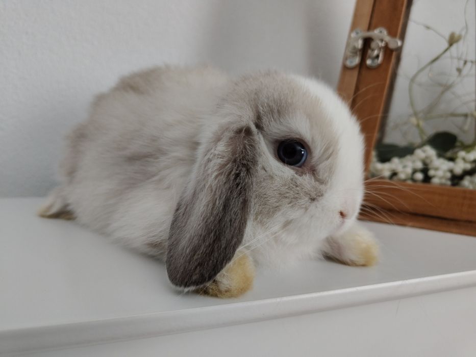 Mini Lop królik gotowe na zmianę domku