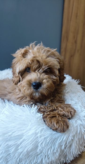 **Cavapoo** cudowny piesek!