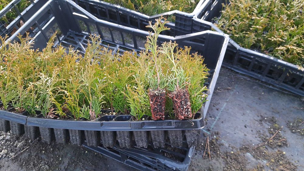 Tuja szmaragd multipaleta