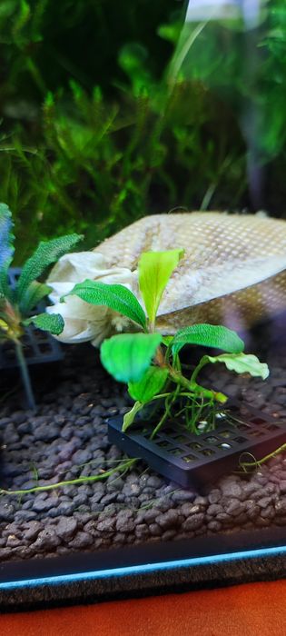 Bucephalandra mix Bucka bucek bucki