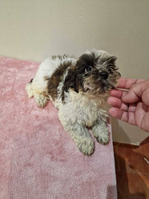 shih Tzu cor rara chocolate de excelência e de porte pequeno