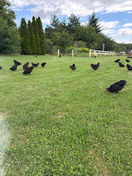 Kaczki jaja indycze kury Australorp kaczka gęsi perliczki