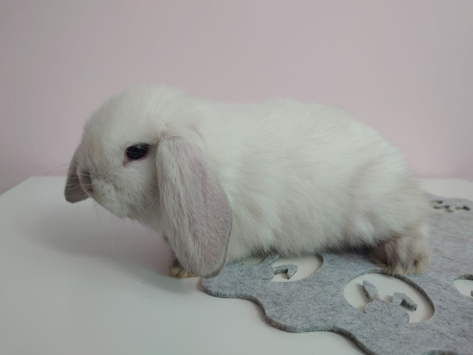 Króliki Mini -Lop