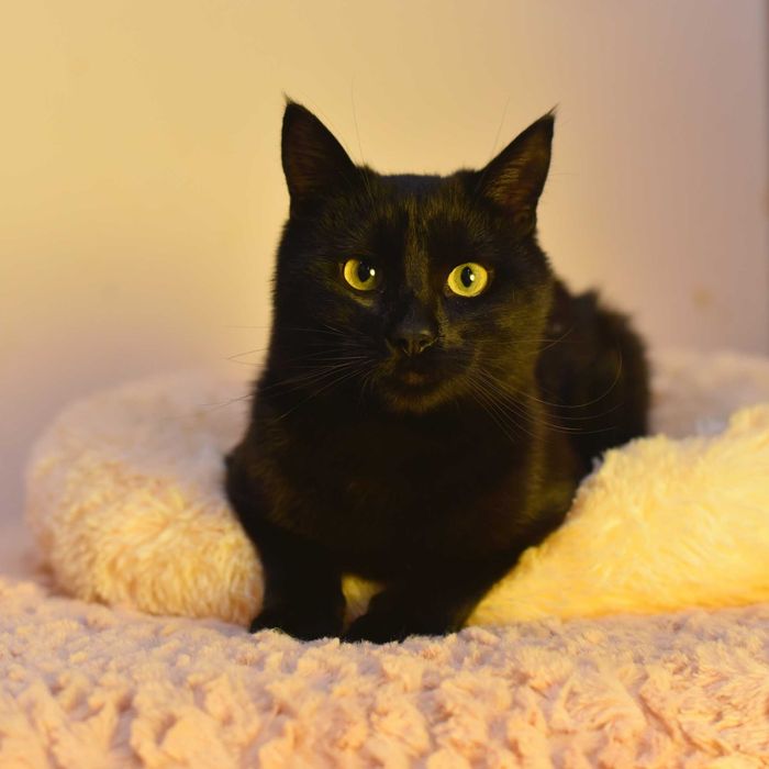 Забавный кот Маврик принесет удачу