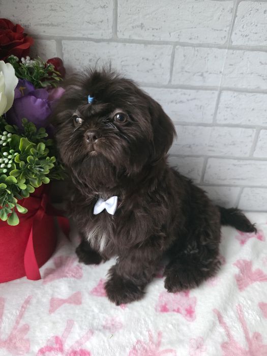 Shih Tzu  Czekolada komplet szczepień