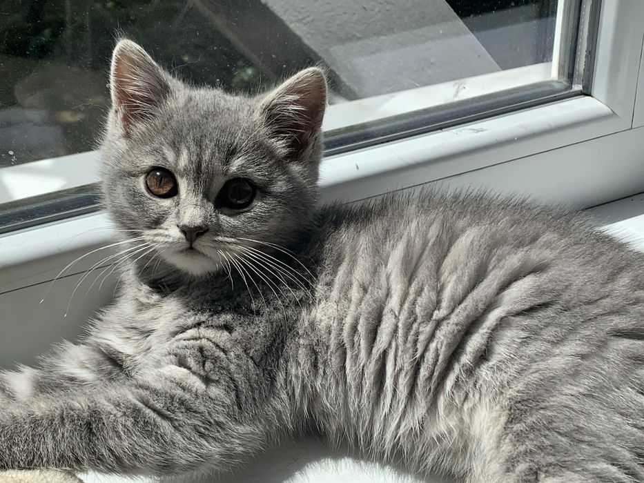 Продається Лілова Британка