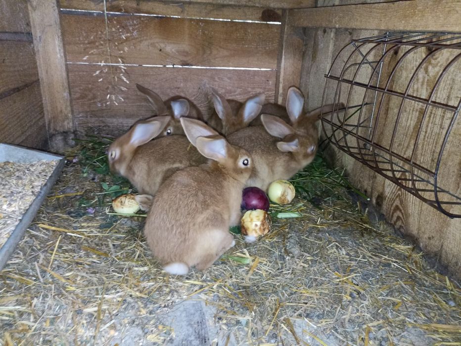 Młode króliki  2-3 miesiące mięsne