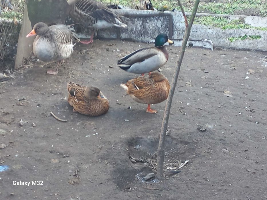 Продам інкубаційне яйце підсадної качки, крякви. Яйця